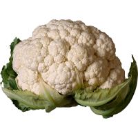 Cabbage Interdum et malesuada